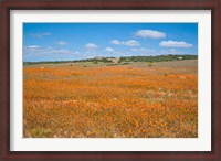 Framed Field of Spring flowers, South Africa