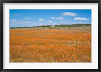 Framed Field of Spring flowers, South Africa