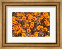 Framed Orange Spring flowers, Namaqualand, South Africa