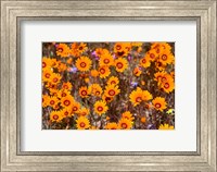 Framed Orange Spring flowers, Namaqualand, South Africa