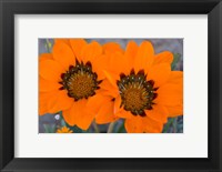 Framed Two orange Spring flowers, South Africa