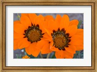 Framed Two orange Spring flowers, South Africa