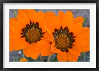 Framed Two orange Spring flowers, South Africa