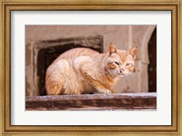 Framed Stray Cat in Fes Medina, Morocco