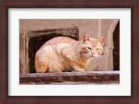 Framed Stray Cat in Fes Medina, Morocco