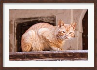 Framed Stray Cat in Fes Medina, Morocco