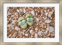 Framed Succulents, quartz, Cape Province, South Africa