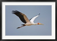 Framed Tanzania, bird. Yellow-billed Stork, Manyara NP