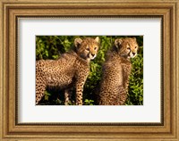 Framed Tanzania, Ndutu, Ngorongoro, Cheetahs