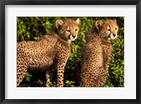 Framed Tanzania, Ndutu, Ngorongoro, Cheetahs