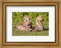 Framed Tanzania, Ngorongoro Conservation, Cheetahs