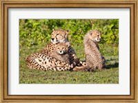 Framed Tanzania, Ngorongoro Conservation, Cheetahs