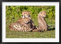 Framed Tanzania, Ngorongoro Conservation, Cheetahs