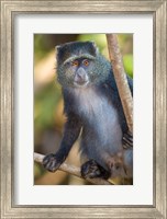 Framed Tanzania. Blue Monkey, Manyara NP