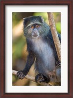 Framed Tanzania. Blue Monkey, Manyara NP