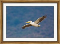 Framed Tanzania. Great White Pelican, bird, Manyara NP