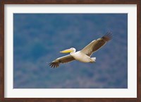 Framed Tanzania. Great White Pelican, bird, Manyara NP
