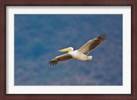 Framed Tanzania. Great White Pelican, bird, Manyara NP