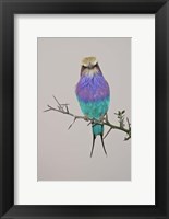 Framed Lilac-breasted Roller Bird pirched on a twig