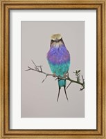 Framed Lilac-breasted Roller Bird pirched on a twig