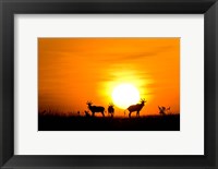 Framed Topi wildlife, Masai Mara GR, Kenya