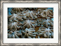 Framed Tanzania, Zanzibar, StoneTown, Darajani Market, Octopus