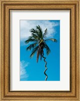 Framed Tanzania: Zanzibar, curly-que trunk of palm tree inland