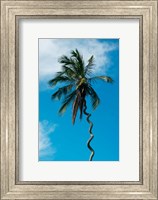Framed Tanzania: Zanzibar, curly-que trunk of palm tree inland