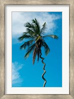 Framed Tanzania: Zanzibar, curly-que trunk of palm tree inland