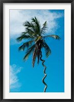 Framed Tanzania: Zanzibar, curly-que trunk of palm tree inland