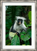 Framed Tanzania: Zanzibar, Jozani NP, red colobus monkey