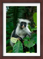 Framed Tanzania: Zanzibar, Jozani NP, red colobus monkey