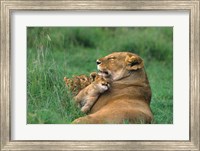 Framed Tanzania, Ngorongoro Crater. African lion family