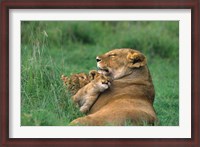 Framed Tanzania, Ngorongoro Crater. African lion family