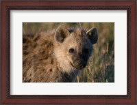 Framed Spotted Hyaena, Masai Mara National Reserve, Kenya