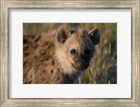 Framed Spotted Hyaena, Masai Mara National Reserve, Kenya