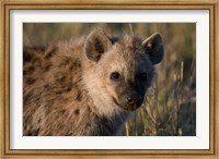 Framed Spotted Hyaena, Masai Mara National Reserve, Kenya