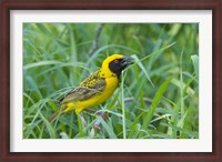 Framed Spottedbacked Weaver bird, Imfolozi, South Africa