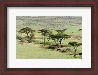 Framed Bush, Maasai Mara National Reserve, Kenya