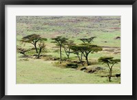 Framed Bush, Maasai Mara National Reserve, Kenya