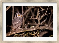 Framed Spotted Eagle Owl, Mpumalanga, South Africa