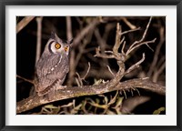 Framed Spotted Eagle Owl, Mpumalanga, South Africa