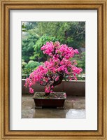 Framed Spring Blossoms cover Bonsai, The Chi Lin Buddhist Nunnery, Hong Kong, China
