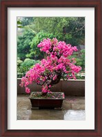 Framed Spring Blossoms cover Bonsai, The Chi Lin Buddhist Nunnery, Hong Kong, China