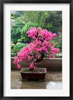 Framed Spring Blossoms cover Bonsai, The Chi Lin Buddhist Nunnery, Hong Kong, China