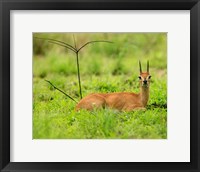 Framed Steenbok buck, Mkuze Game Reserve, South Africa