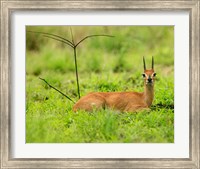 Framed Steenbok buck, Mkuze Game Reserve, South Africa