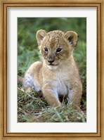 Framed Tanzania, Serengeti National Park, African lion