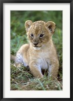 Framed Tanzania, Serengeti National Park, African lion
