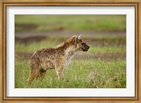 Framed Spotted Hyanea, Lake Nakuru National Park, Kenya
